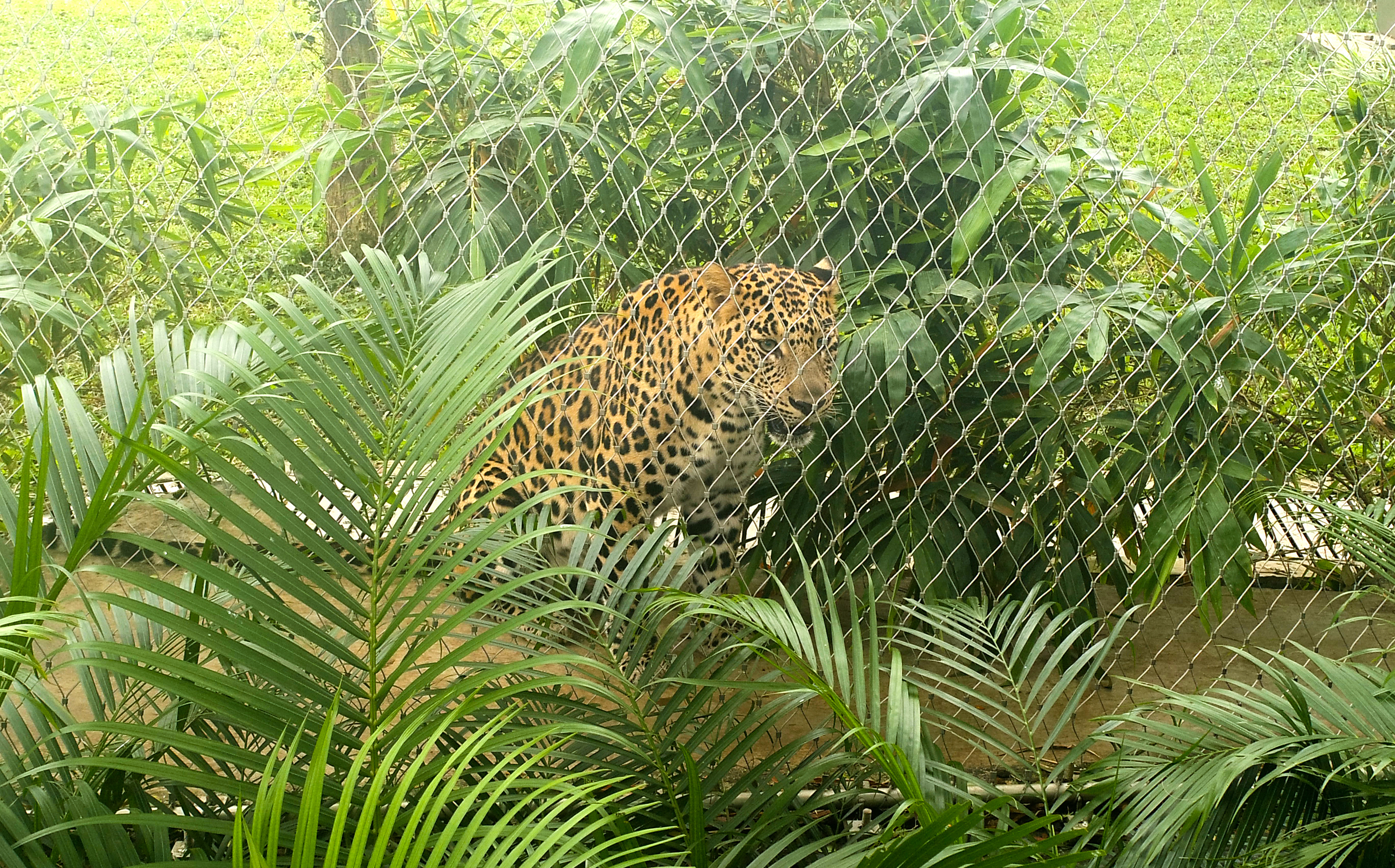 Leopard Enclosure