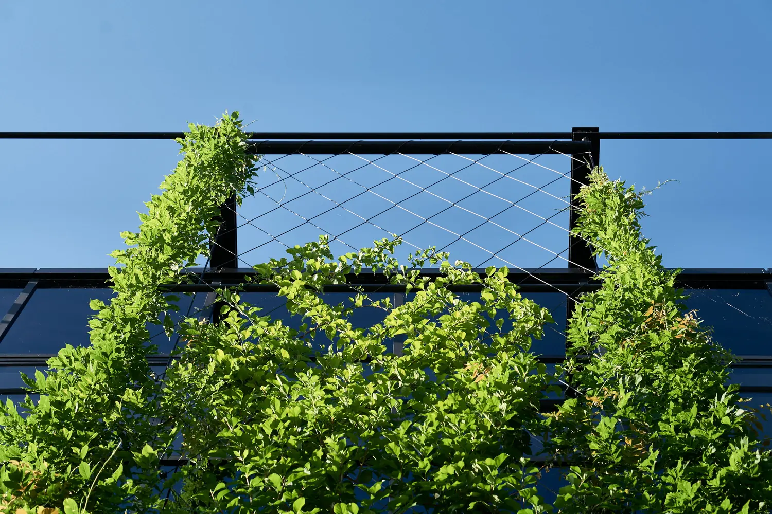 Green a boundary or screen