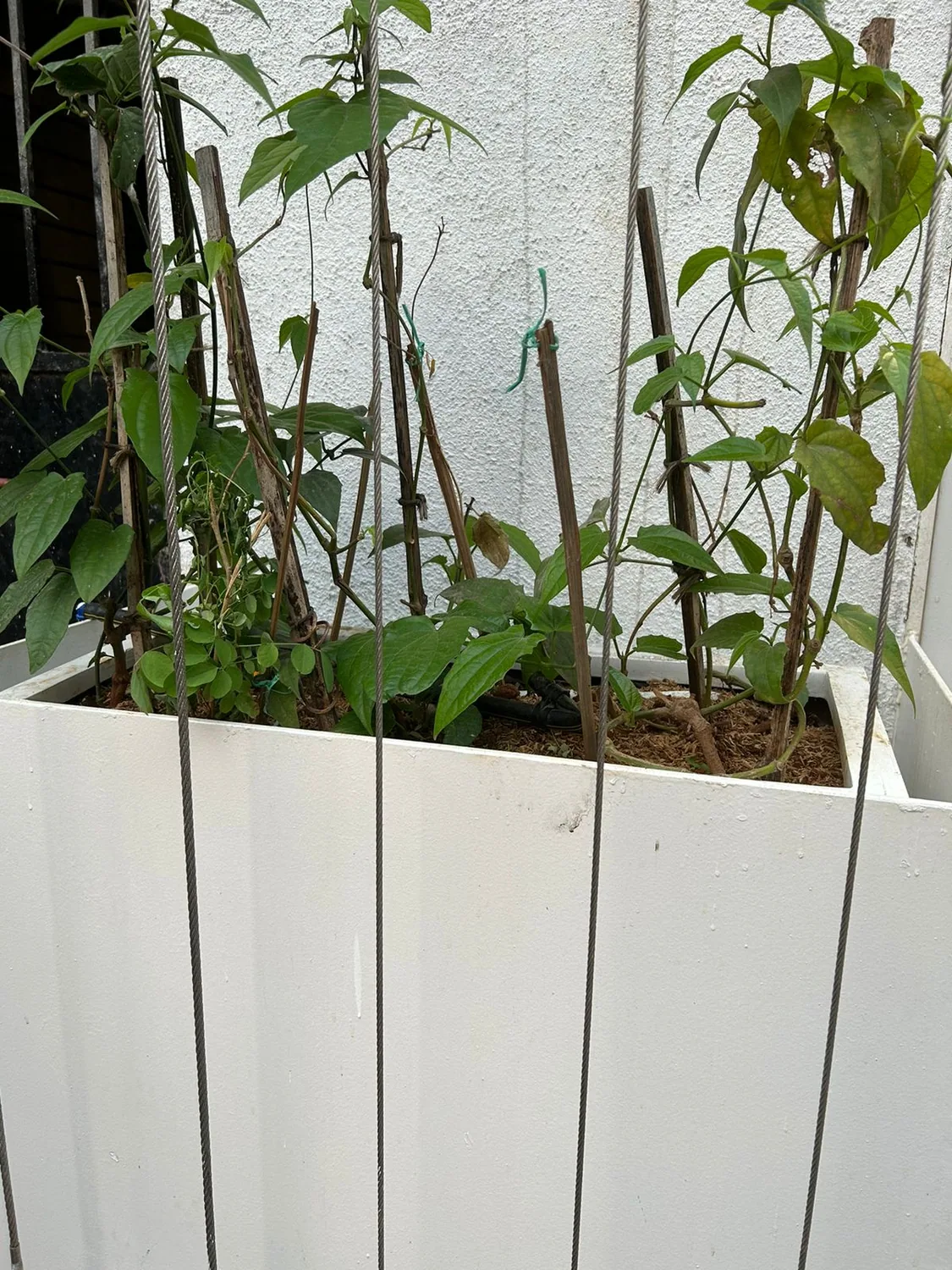 Planters, irrigation and planting